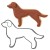 Foremka i ciasteczko pies Golden Retriever