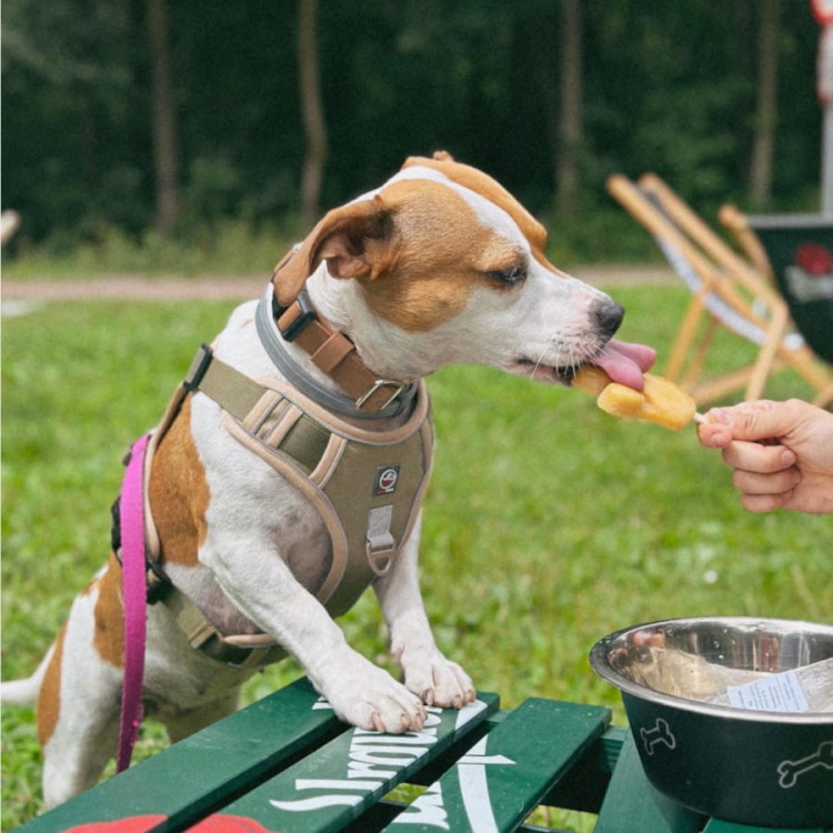 Pies jedzący zdrowe lody