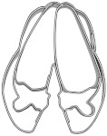 Foremka w kształcie baletek - pointy